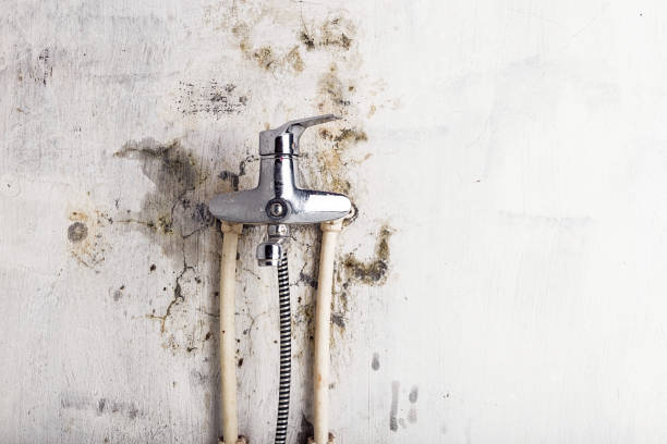 Best Industrial Mold Remediation in Little Walnut Village, NM