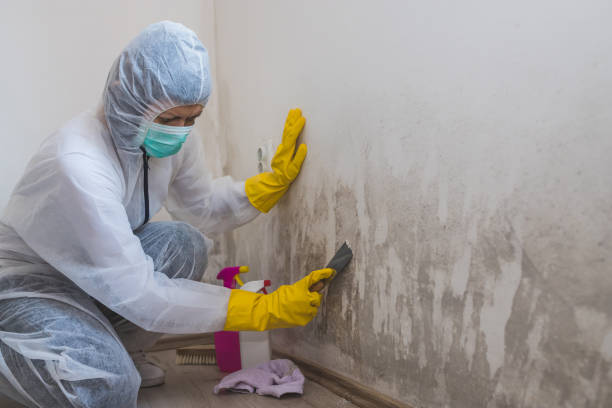 Best Basement Mold Remediation in Little Walnut Village, NM
