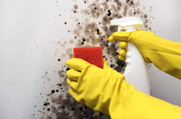 Best Residential Mold Remediation in Little Walnut Village, NM
