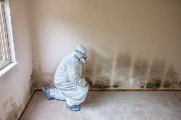 Best Mold Testing and Inspection Services in Little Walnut Village, NM