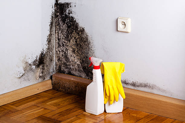 Best HVAC Mold Remediation in Little Walnut Village, NM